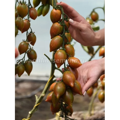 Томаты сорта ГРАНАТОВАЯ КАПЛЯ на ветке, руки держат плоды