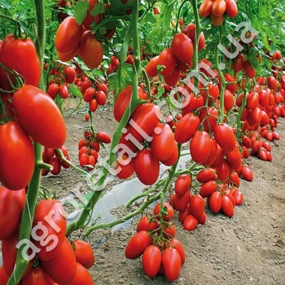 червоні помідори на кущах у теплиці - ГРАНДО