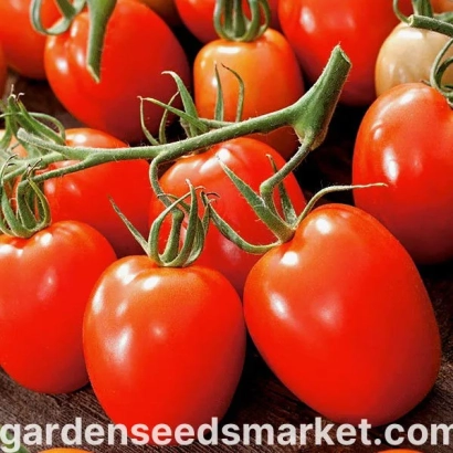 Свежие красные томаты сорта Гранит F1 на ветке