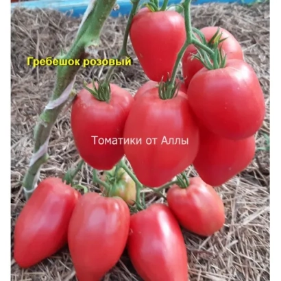 Красные томаты сорта Гребешок розовый на стебле