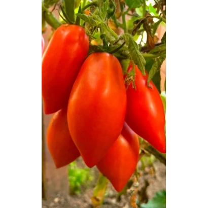 Красные томаты на ветке - Гречанка