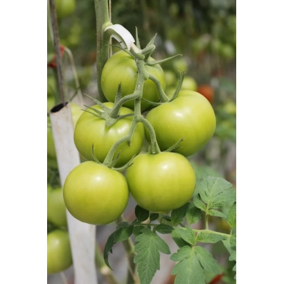 Green tomatoes on vine without packaging or label - Grain