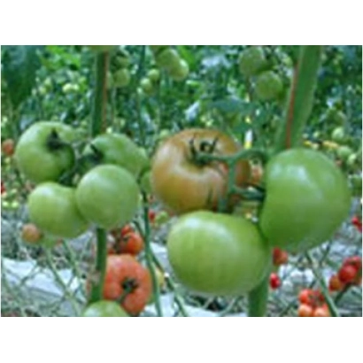 Томаты на кусте, включая зеленые и созревающие плоды - Грейс F1