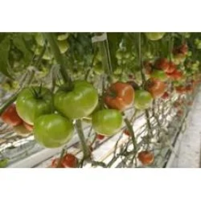 Томаты Гродена F1 на растении в теплице