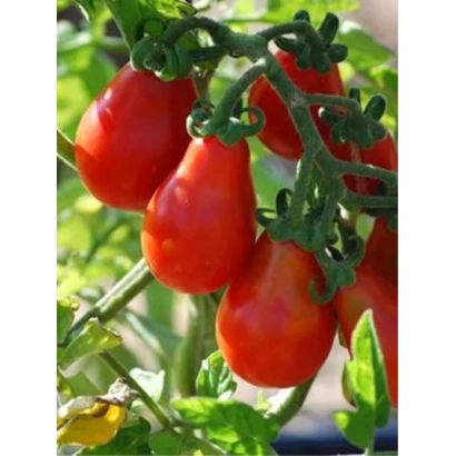 Красные помидоры на ветке - ГРУША КРАСНАЯ