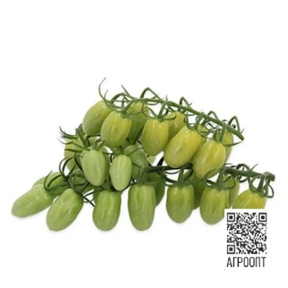 Зеленые томаты на ветке - ГУРАМИ