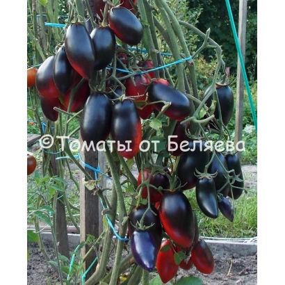 Томаты от Беляева на кусте - Гурман