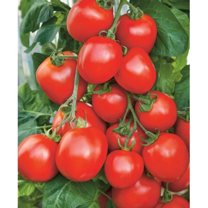 Спелые красные томаты сорта Гюзель на ветвях