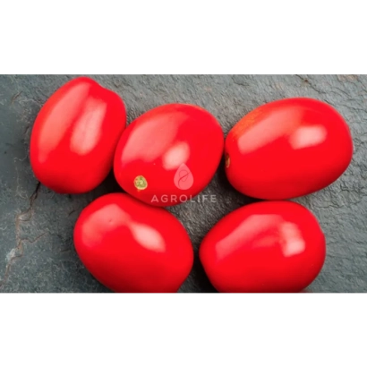 Красные помидоры сорта Х 1301 на темном фоне