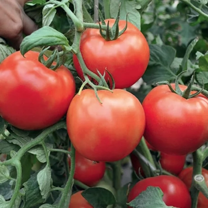 Спелые красные томаты на кусте - ХАБЛЬ