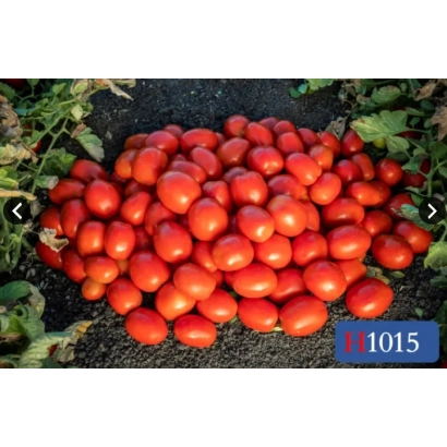 Pile of red tomatoes on ground with text 1015 - HEINZ 1015