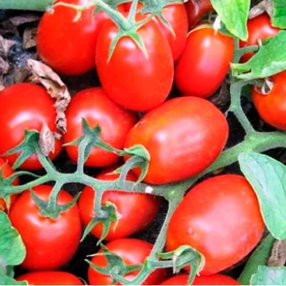 red tomatoes on vine - HEINZ 3402
