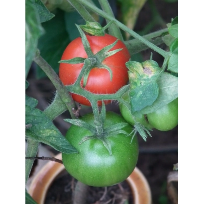 красный и зеленый помидоры на кусте - ХАЙНЗ 9280