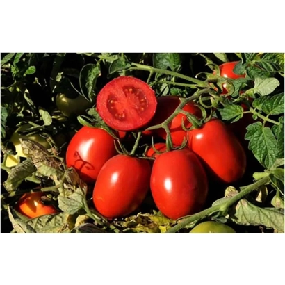 Свежие красные помидоры на ветке с одним разрезанным плодом - ХАЙНЗ 9775