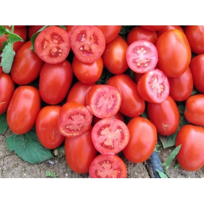 Fresh red tomatoes, some sliced in half, against a green background - HEINZ 9888