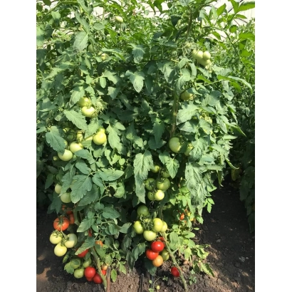 Рассада томата Халиф на гряде с зелёными и красными плодами