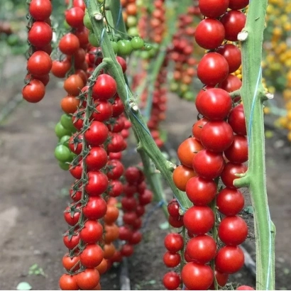 Кисти красных и зеленых томатов на стеблях в поле - ХАРИЗОРА
