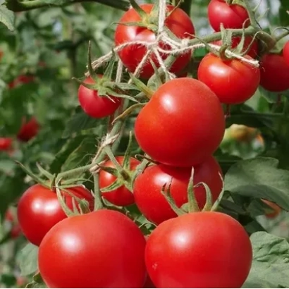 Red tomatoes on a vine with no visible product name - Harmor