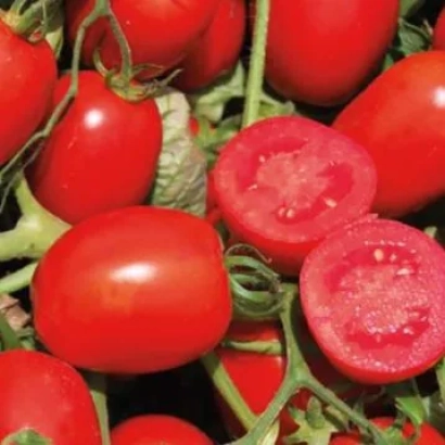 Червоні помідори на гілках, один нарізаний навпіл - Хайнц1648