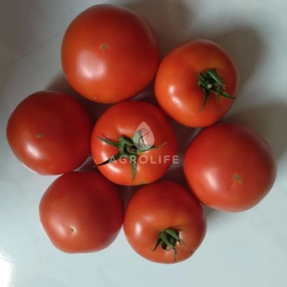 Красные томаты на белом фоне с логотипом AGROLIFE - Геликаз