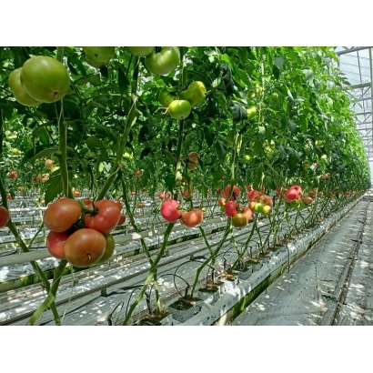 Томати ХЕРСОНЕС | HERSONES на рослині в теплиці