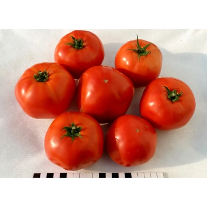 Красные томаты на белом фоне - ХЭВИ