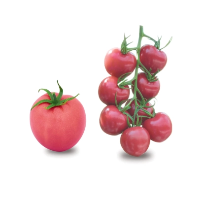 Красный томат и гроздь томатов на белом фоне - ХИБИНЫ