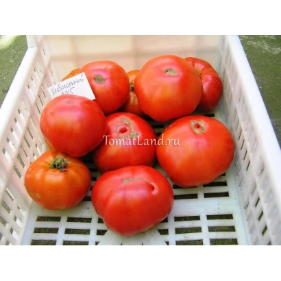 Червоні помідори в білій пластиковій кошику з етикеткою TomatLand - ХЛІБОСОЛЬНИЙ