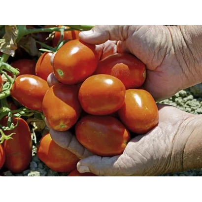 Руки держат спелые красные томаты сорта ХМ 9903 на фоне зелени.