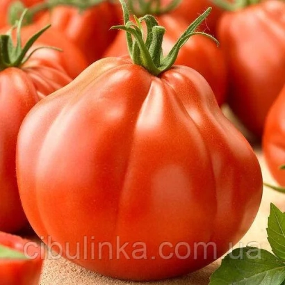 Fresh red tomatoes variety HN5003 on wooden surface