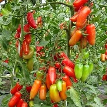 Спелые и незрелые томаты на кусте - Хохлома