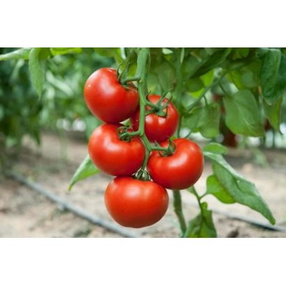 Ripe red tomatoes of the Chortica variety on a vine in a greenhouse