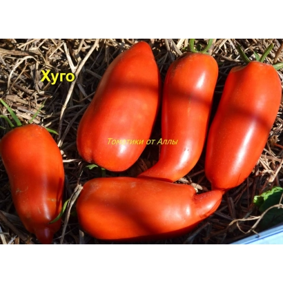 Красные томаты Хуго на земле