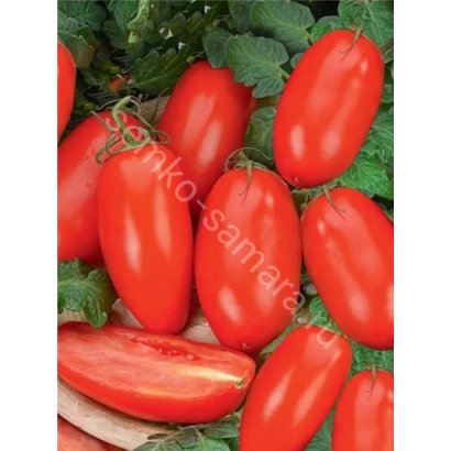 Red tomatoes of variety Hyppel 108 F1 on a vine with green leaves