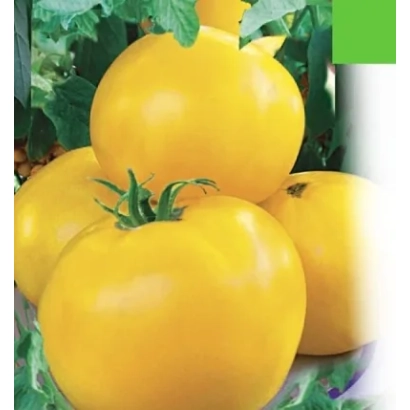 Желтые томаты на фоне зелени - ИЛЬЯ МУРОМЕЦ