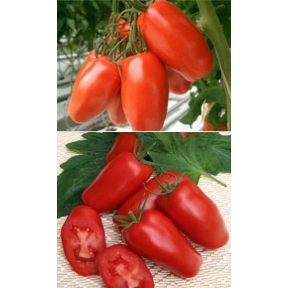 Красные томаты сорта Имитатор F1 на ветке и разрезанные плоды