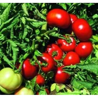 Красные и зеленые томаты на ветвях с листьями - Импала F1