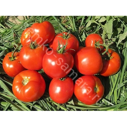 Red tomatoes of the Imran variety on green foliage