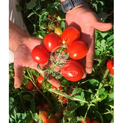 Кисти красных томатов на ветке, держимые руками на фоне зелени - ИНСИПИТ