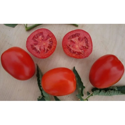 Свіжі червоні помідори Індіо F1 на світлому фоні