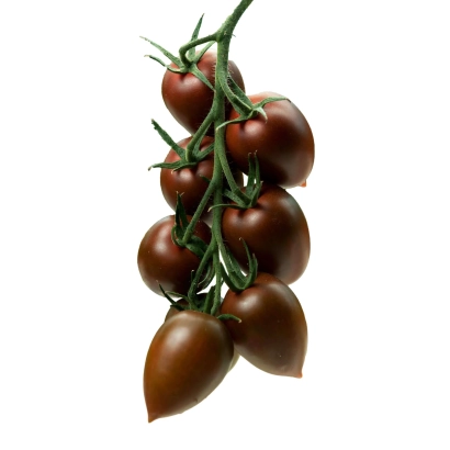 Томаты сорта ИНДА на ветке - ИНДРА