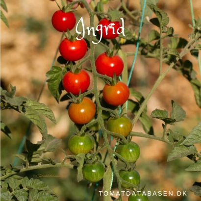 Красные и зеленые помидоры сорта Ингрид на кусте - ИНГРИТ