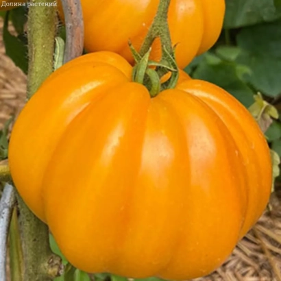 Ripe orange tomato on vine - FIG HONEY