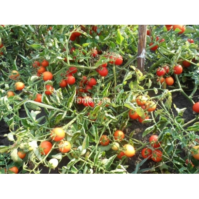 Куст томата Иришка с красными и зелеными плодами на фоне листьев