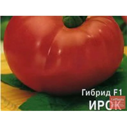 Крупный красный томат гибрида ИРОК на зеленом фоне