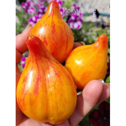 Temptation tomato variety in hand against flower background