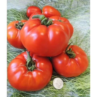 Крупные красные томаты сорта Исполин на зелёной подложке