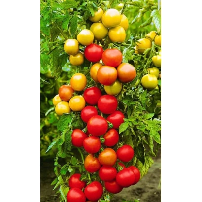 Спелые и незрелые помидоры на ветке - Исток