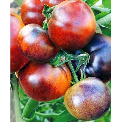 Ripe red and purple tomatoes on the vine - IVAN-DA-MARYA