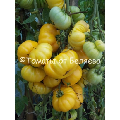 Yellow and green tomatoes of the Belyaeva variety on the vine - Izmail